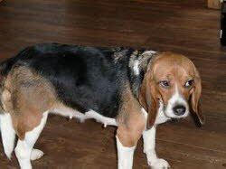 Lola teilt ihr neues Zuhause mit zwei Katzen.