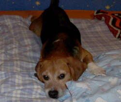 Der dreij&auml;hrige Marley hat sich schnell in Munderkingen eingelebt.