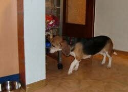 Mia freut sich &uuml;ber die vielen Leckerchen und erkundet die Wohnung