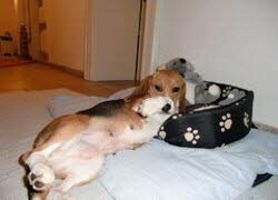 Mira wurde ungeduldig erwartet und f&uuml;hlt sich sehr wohl.