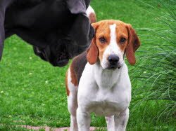 Murphy hat im neuen Zuhause eine Doggenfreundin bekommen.