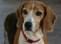 Nell, eine 7j&auml;hrige Zuchth&uuml;ndin, konnte in ihrer Pflegefamilie bleiben. Dort hat ein sehr sch&ouml;nes Zuhause gefunden