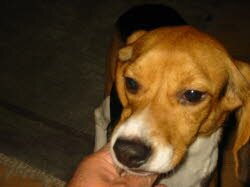 Oskar ist zu einer Familie nach Aulendorf gezogen.