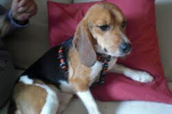 Oskar wohnt jetzt in Fulda.