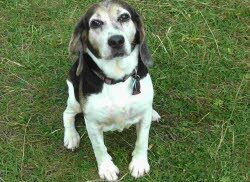 Tessa zog mit 7 Jahren nach Kirchberg/ Iller. Jetzt ist sie 10 Jahre und der Liebling der Familie.